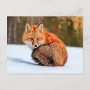 Red Fox In Snow   Yukon Postcard