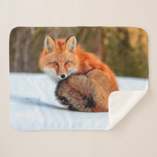 Red Fox In Snow Yukon Sherpa Blanket