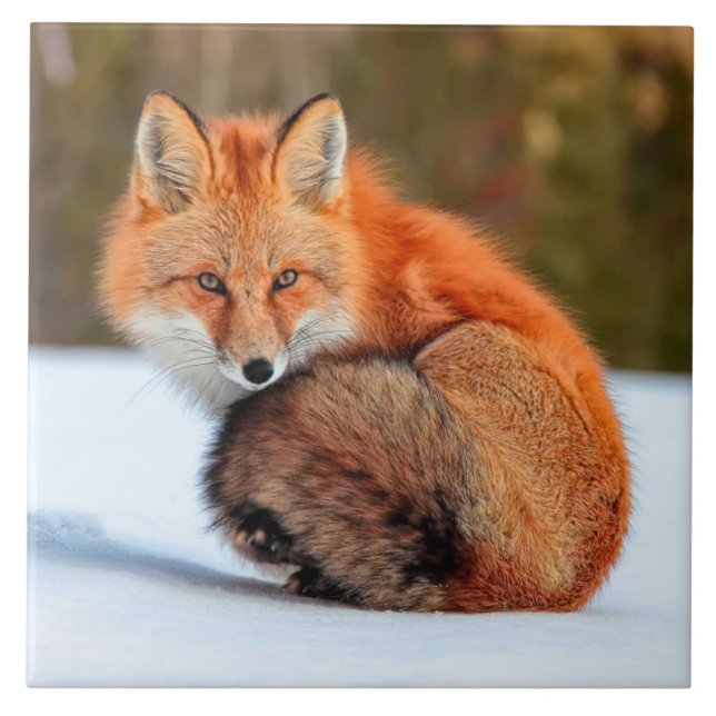 Red Fox In Snow | Yukon Tile (Front)