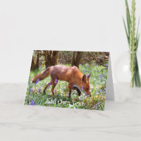 Red Fox in the Bluebells
