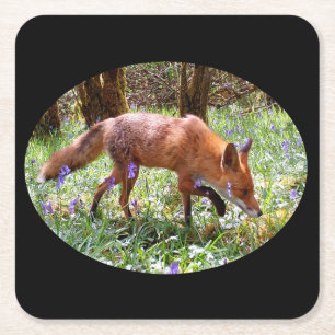 Red Fox in the Bluebells Coaster