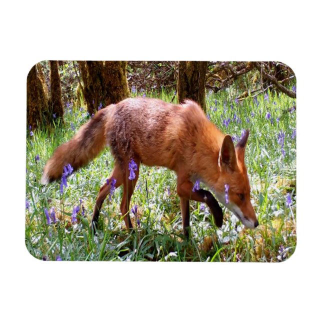  Red Fox in the Bluebells Flexible Photo Magnet (Horizontal)