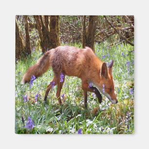  Red Fox in the Bluebells Magnet