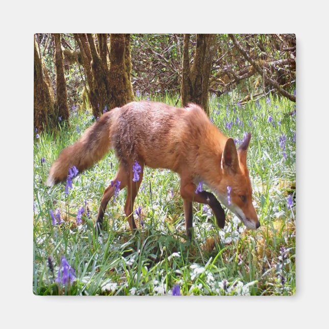  Red Fox in the Bluebells Magnet (Front)