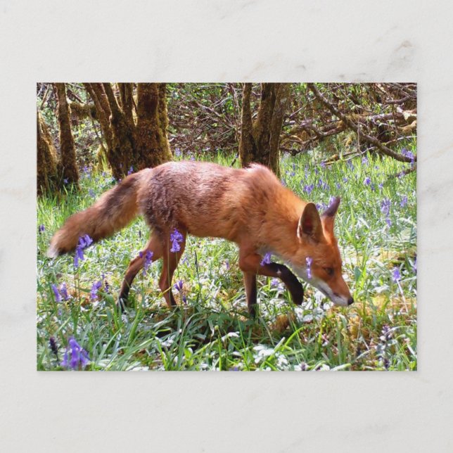 Red Fox in the Bluebells Postcard (Front)