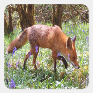  Red Fox in the Bluebells Square Sticker
