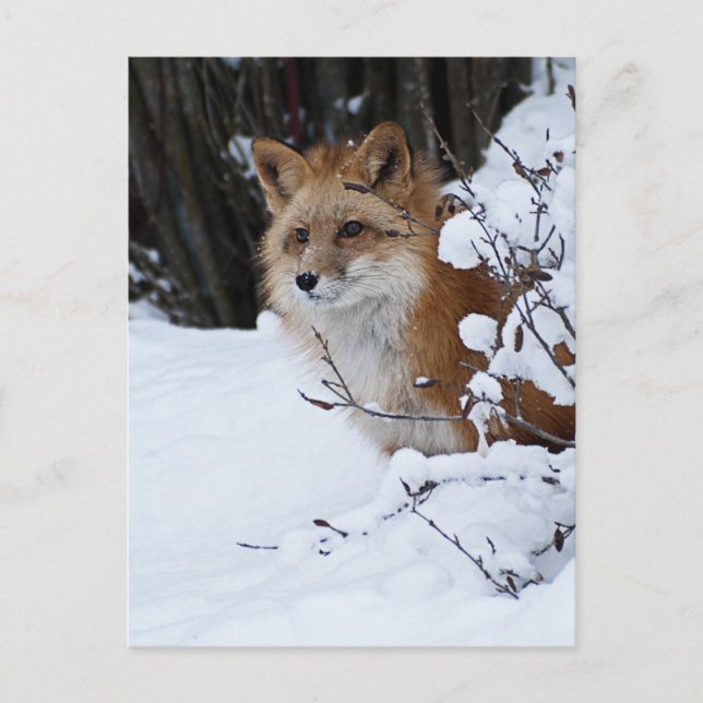 Red Fox in the Snow Postcard (Front)