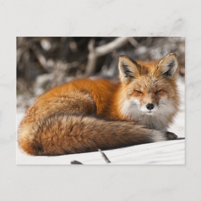 Red Fox in the Snow Postcard (Front)
