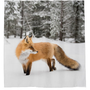 Red Fox in White Snow
