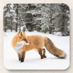Red Fox in White Snow Coaster