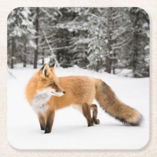 Red Fox in White Snow Square Paper Coaster