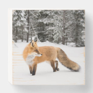 Red Fox in White Snow Wooden Box Sign