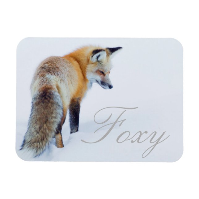 Red Fox in Winter Magnet (Horizontal)