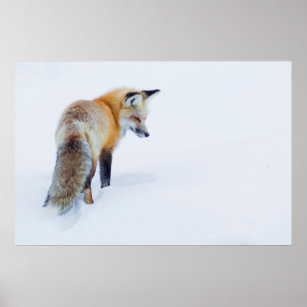 Red Fox in Winter Poster