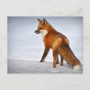 Red Fox in Winter Snow Postcard