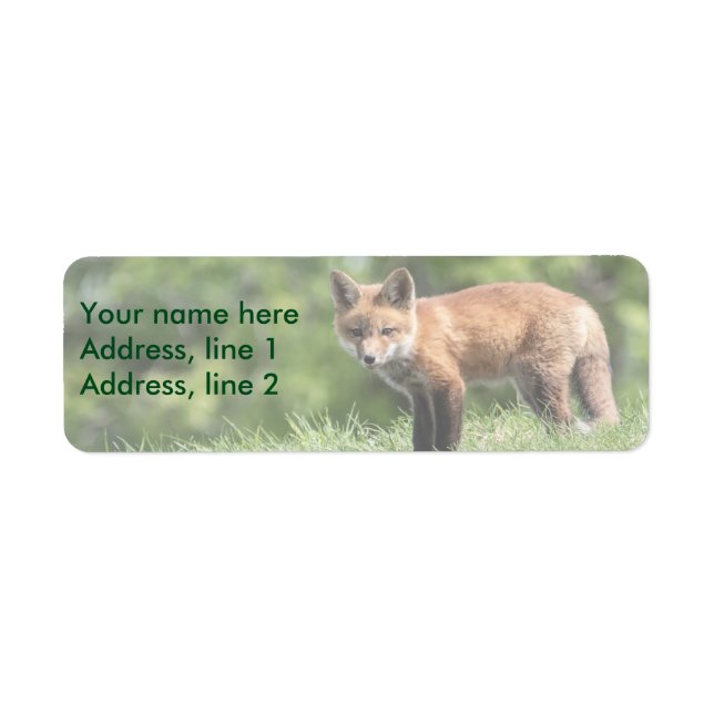 Red Fox Kit (Front)