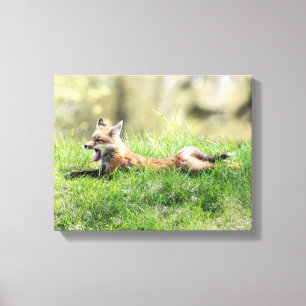 Red Fox Kit Canvas Print