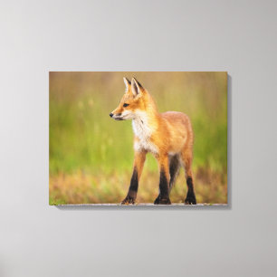 Red Fox Kit Canvas Print