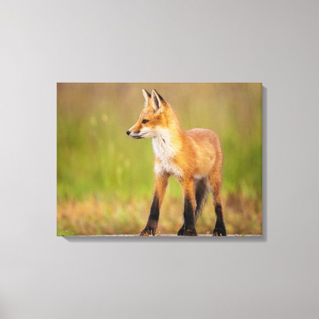 Red Fox Kit Canvas Print (Front)