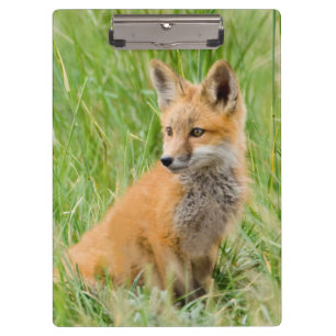 Red Fox Kit in grass near den Clipboard