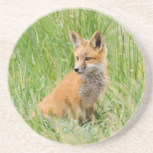 Red Fox Kit in grass near den Coaster