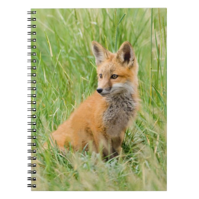Red Fox Kit in grass near den Notebook (Front)