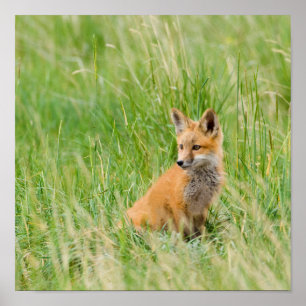 Red Fox Kit in grass near den Poster