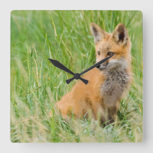 Red Fox Kit in grass near den Square Wall Clock