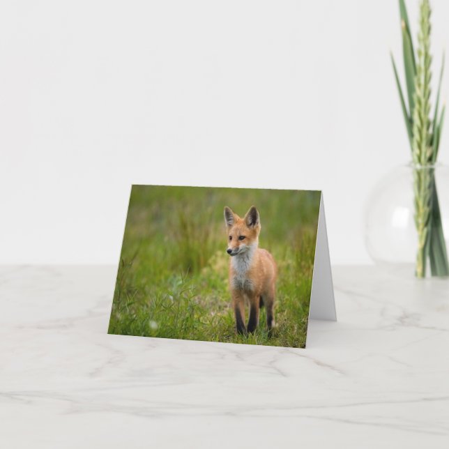 Red Fox Kit In Grassy Meadow Note Card (Front)