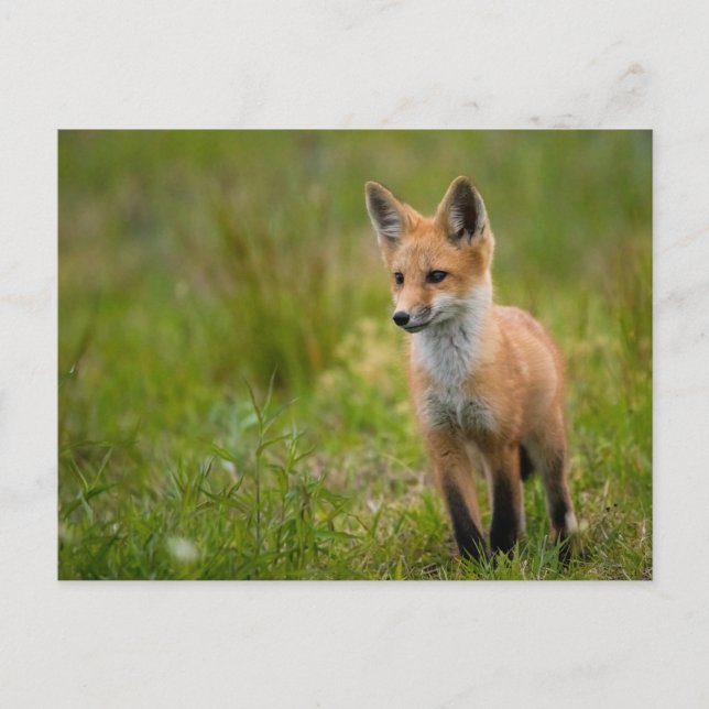 Red Fox Kit In Grassy Meadow Postcard (Front)