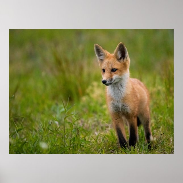 Red Fox Kit In Grassy Meadow Poster (Front)