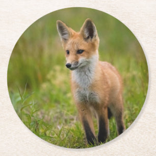 Red Fox Kit In Grassy Meadow Round Paper Coaster