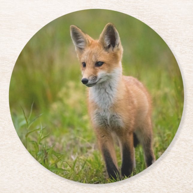 Red Fox Kit In Grassy Meadow Round Paper Coaster (Front)