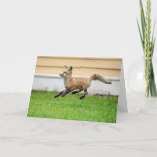 Red Fox Kit in The Hudson Valley Card