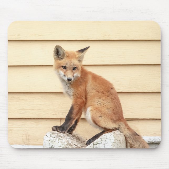 Red Fox Kit in The Hudson Valley Mouse Pad (Front)