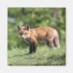 Red Fox Kit Magnet