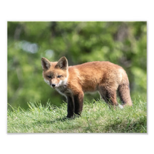 Red Fox Kit Photo Print