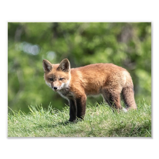 Red Fox Kit Photo Print (Front)