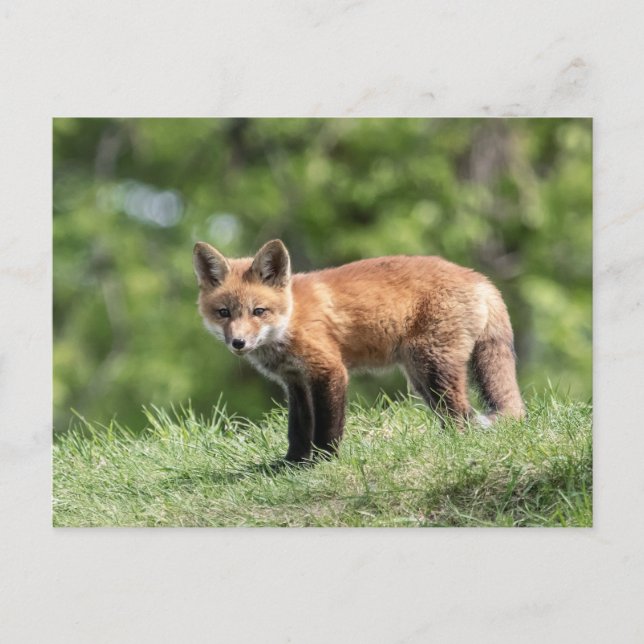 Red Fox Kit Postcard (Front)