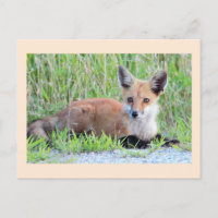 Red Fox Kit