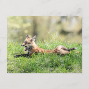Red Fox Kit Postcard