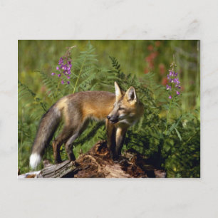Red Fox kit Postcard