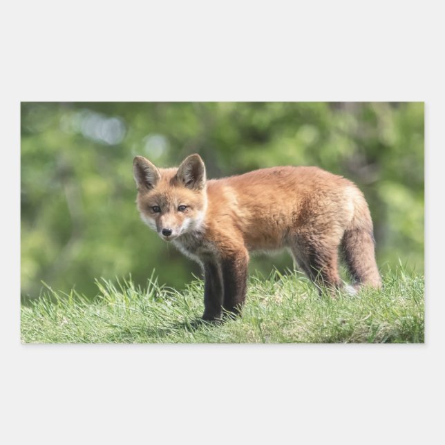 Red Fox Kit Sticker (Front)