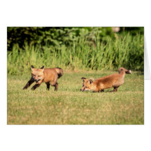 Red Fox Kits Jouer