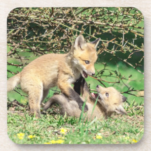Red Fox Kits Playing Coaster