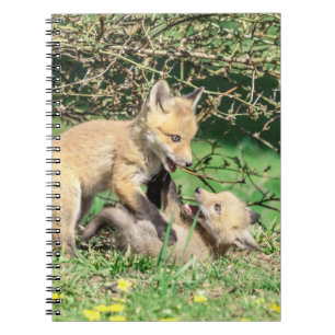 Red Fox Kits Playing Notebook