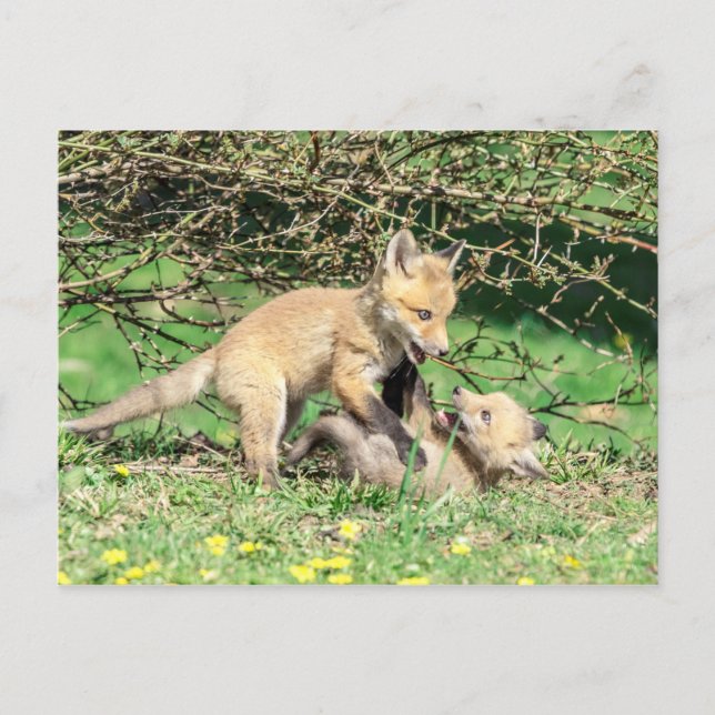 Red Fox Kits Playing Postcard (Front)