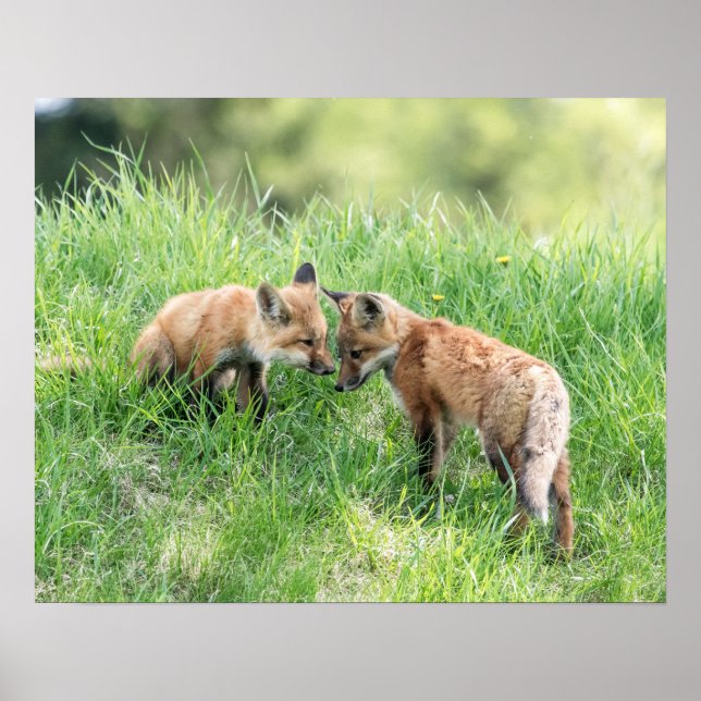 Red Fox Kits Poster (Front)