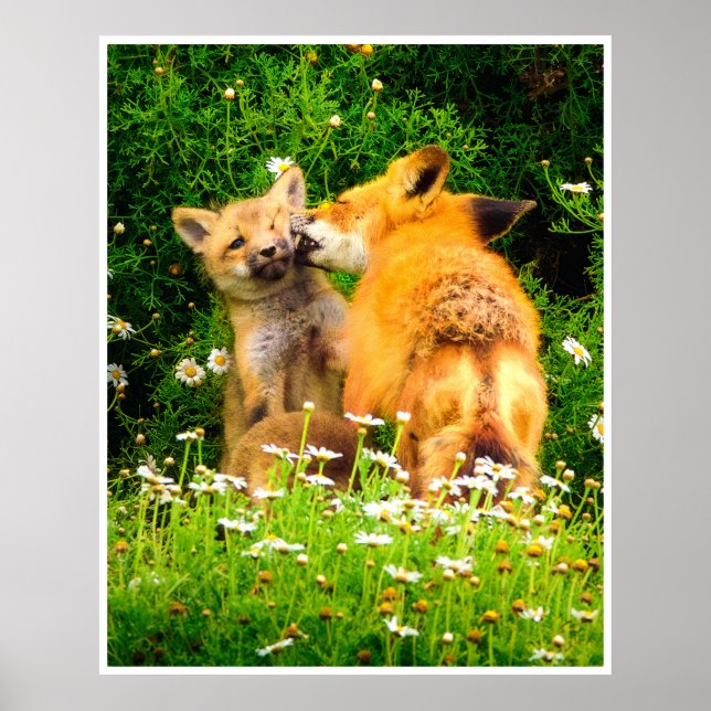 Red Fox Kits Wall Art | Wildlife Meadow Print (Front)