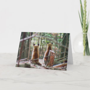 Red Fox Kits watching Card